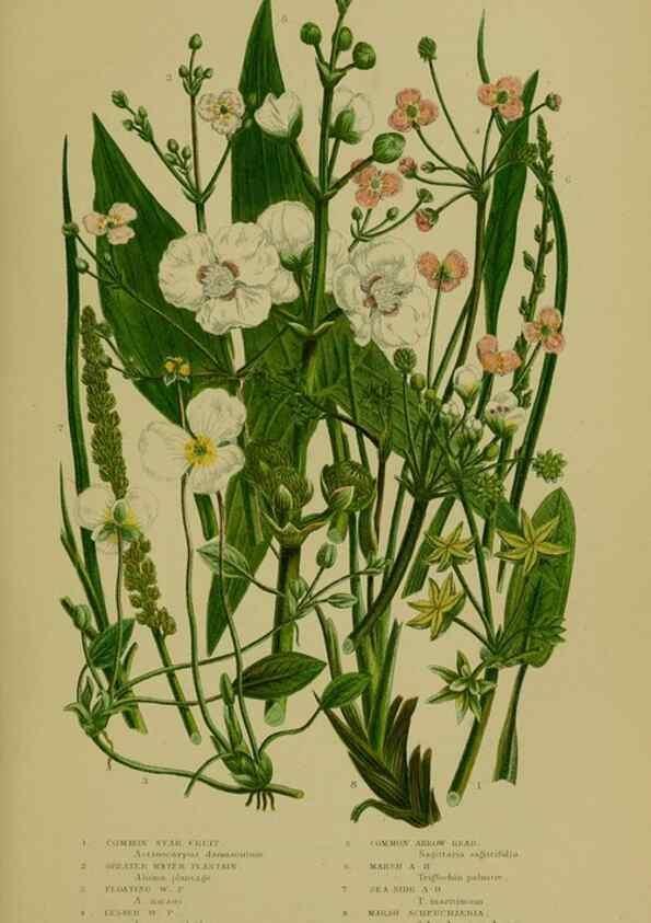 Reproducción/Reproduction 8519529262: The flowering plants, grasses, sedges, & ferns of Great Britain. London,F. Warne,1905.