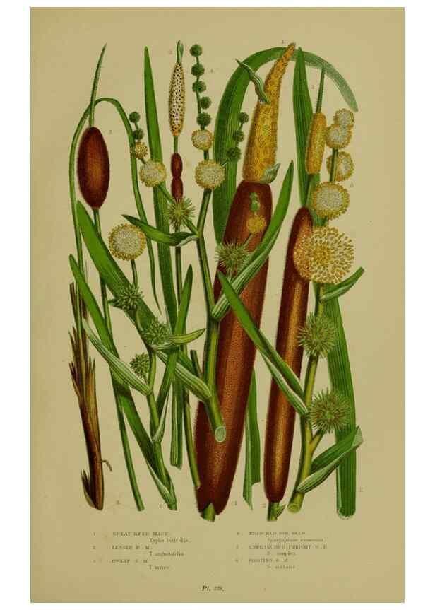 Reproducción/Reproduction 8519530018: The flowering plants, grasses, sedges, & ferns of Great Britain. London,F. Warne,1905.