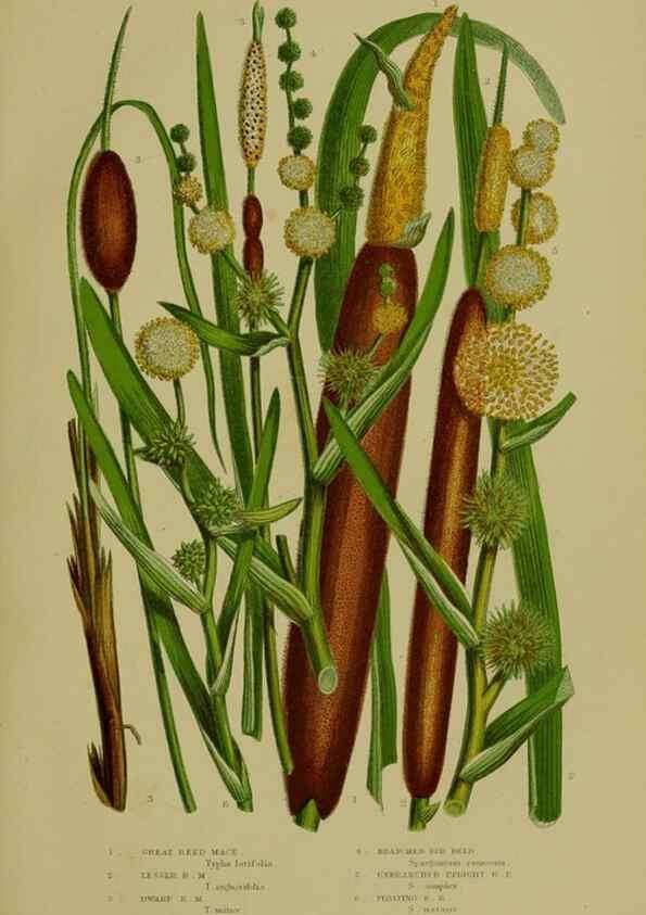 Reproducción/Reproduction 8519530018: The flowering plants, grasses, sedges, & ferns of Great Britain. London,F. Warne,1905.
