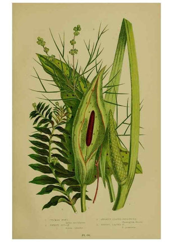 Reproducción/Reproduction 8518417541: The flowering plants, grasses, sedges, & ferns of Great Britain. London,F. Warne,1905.