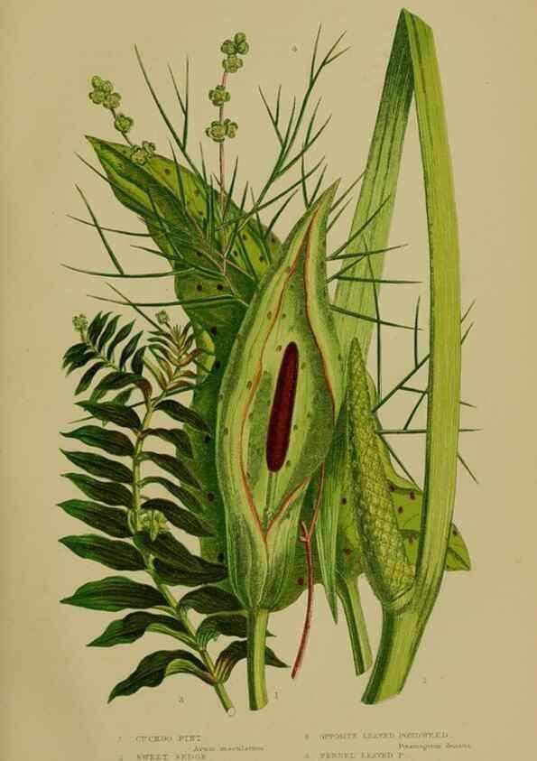 Reproducción/Reproduction 8518417541: The flowering plants, grasses, sedges, & ferns of Great Britain. London,F. Warne,1905.