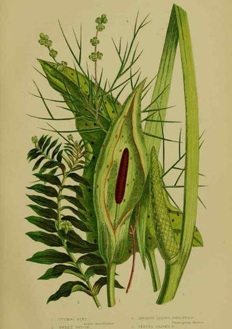 Reproducción/Reproduction 8518417541: The flowering plants, grasses, sedges, & ferns of Great Britain. London,F. Warne,1905.