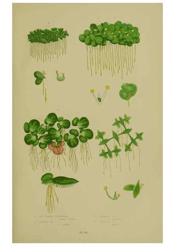 Reproducción/Reproduction 8519531214: The flowering plants, grasses, sedges, & ferns of Great Britain. London,F. Warne,1905.