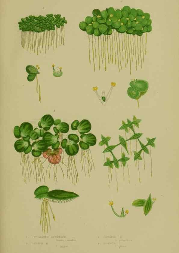 Reproducción/Reproduction 8519531214: The flowering plants, grasses, sedges, & ferns of Great Britain. London,F. Warne,1905.