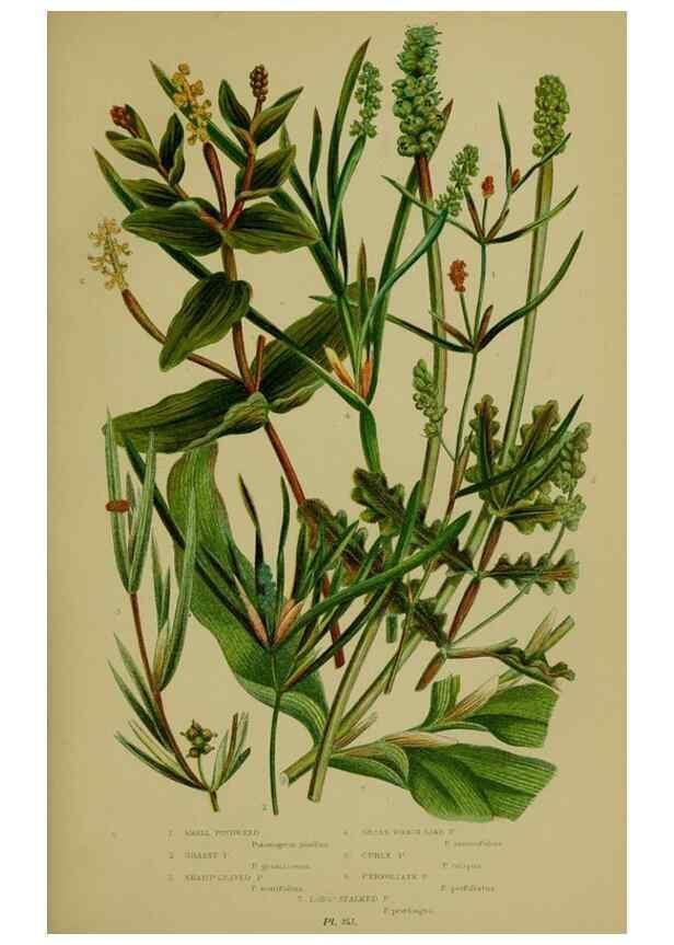 Reproducción/Reproduction 8519532248: The flowering plants, grasses, sedges, & ferns of Great Britain. London,F. Warne,1905.
