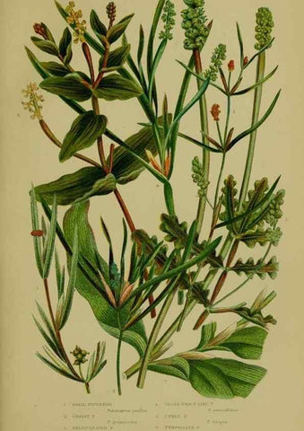 Reproducción/Reproduction 8519532248: The flowering plants, grasses, sedges, & ferns of Great Britain. London,F. Warne,1905.