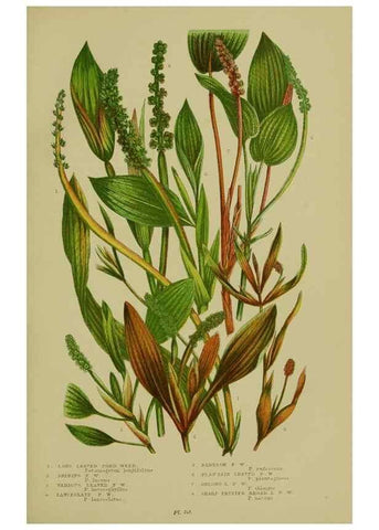 Reproducción/Reproduction 8519533032: The flowering plants, grasses, sedges, & ferns of Great Britain. London,F. Warne,1905.