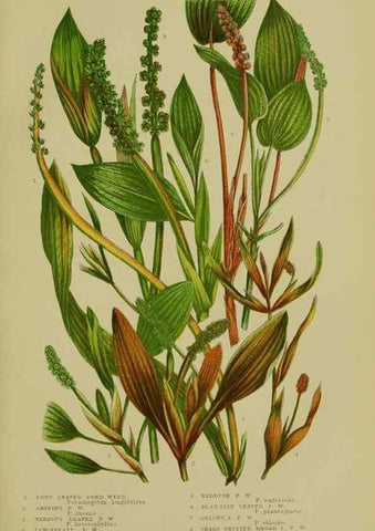 Reproducción/Reproduction 8519533032: The flowering plants, grasses, sedges, & ferns of Great Britain. London,F. Warne,1905.