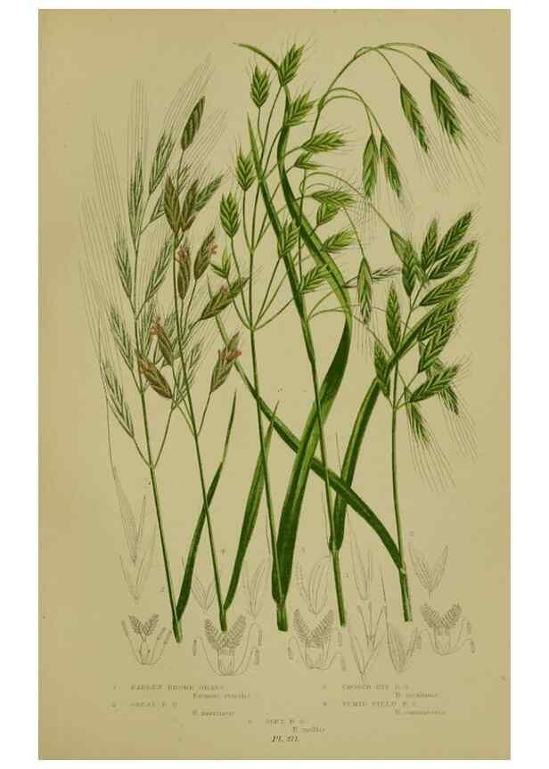 Reproducción/Reproduction 8519550668: The flowering plants, grasses, sedges, & ferns of Great Britain. London,F. Warne,1905.