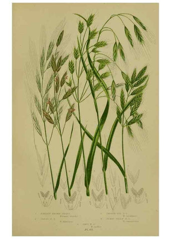 Reproducción/Reproduction 8519550668: The flowering plants, grasses, sedges, & ferns of Great Britain. London,F. Warne,1905.