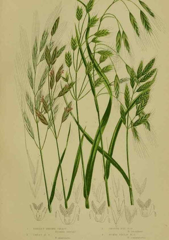 Reproducción/Reproduction 8519550668: The flowering plants, grasses, sedges, & ferns of Great Britain. London,F. Warne,1905.