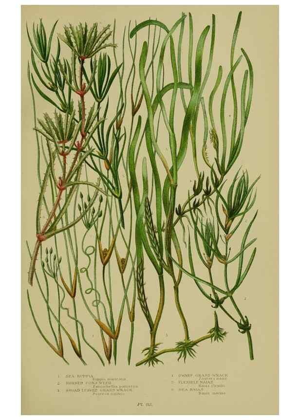 Reproducción/Reproduction 8519534052: The flowering plants, grasses, sedges, & ferns of Great Britain. London,F. Warne,1905.