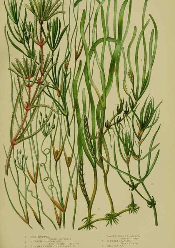 Reproducción/Reproduction 8519534052: The flowering plants, grasses, sedges, & ferns of Great Britain. London,F. Warne,1905.