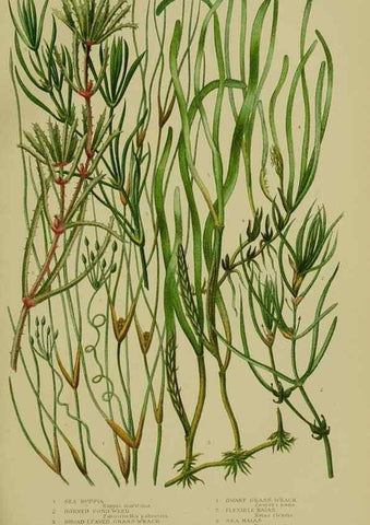 Reproducción/Reproduction 8519534052: The flowering plants, grasses, sedges, & ferns of Great Britain. London,F. Warne,1905.