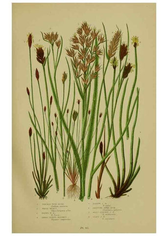 Reproducción/Reproduction 8518422511: The flowering plants, grasses, sedges, & ferns of Great Britain. London,F. Warne,1905.