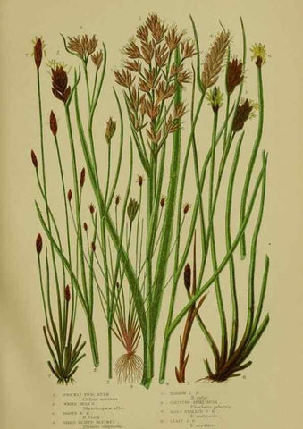 Reproducción/Reproduction 8518422511: The flowering plants, grasses, sedges, & ferns of Great Britain. London,F. Warne,1905.