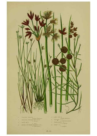 Reproducción/Reproduction 8518423343: The flowering plants, grasses, sedges, & ferns of Great Britain. London,F. Warne,1905.