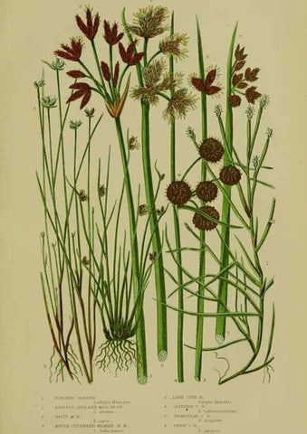 Reproducción/Reproduction 8518423343: The flowering plants, grasses, sedges, & ferns of Great Britain. London,F. Warne,1905.
