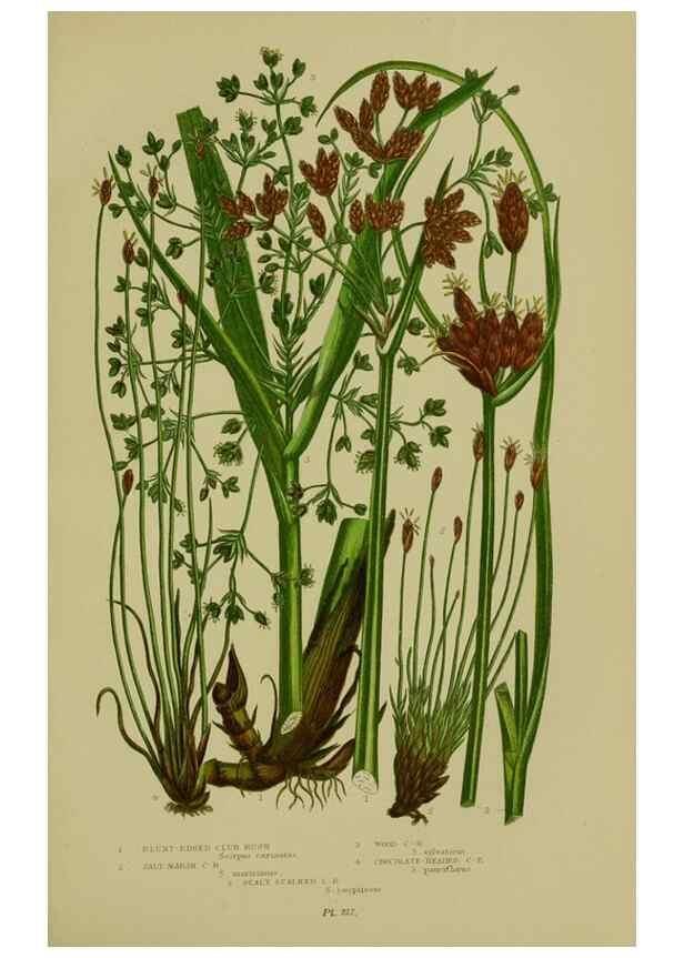 Reproducción/Reproduction 8519537054: The flowering plants, grasses, sedges, & ferns of Great Britain. London,F. Warne,1905.