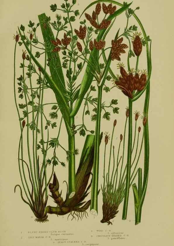 Reproducción/Reproduction 8519537054: The flowering plants, grasses, sedges, & ferns of Great Britain. London,F. Warne,1905.