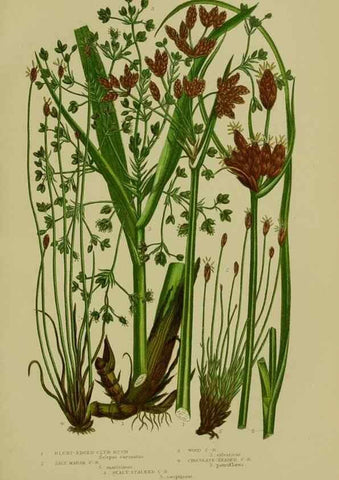 Reproducción/Reproduction 8519537054: The flowering plants, grasses, sedges, & ferns of Great Britain. London,F. Warne,1905.