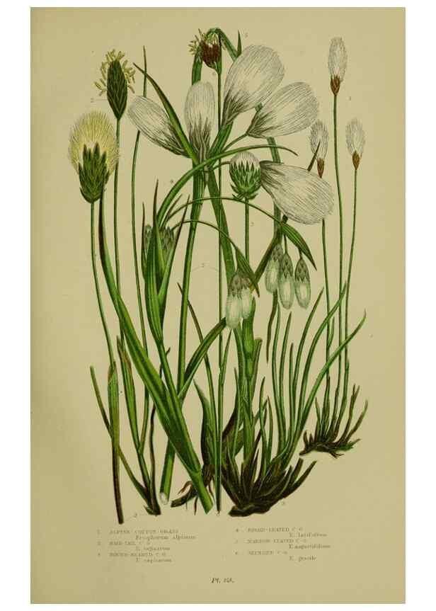 Reproducción/Reproduction 8519537574: The flowering plants, grasses, sedges, & ferns of Great Britain. London,F. Warne,1905.