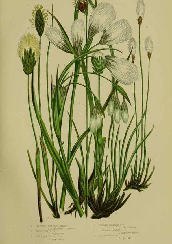Reproducción/Reproduction 8519537574: The flowering plants, grasses, sedges, & ferns of Great Britain. London,F. Warne,1905.