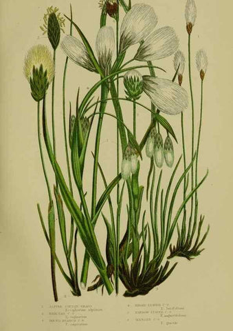 Reproducción/Reproduction 8519537574: The flowering plants, grasses, sedges, & ferns of Great Britain. London,F. Warne,1905.