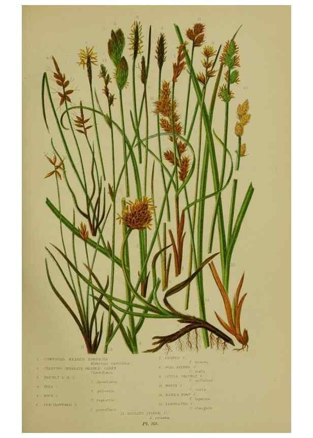 Reproducción/Reproduction 8518424925: The flowering plants, grasses, sedges, & ferns of Great Britain. London,F. Warne,1905.