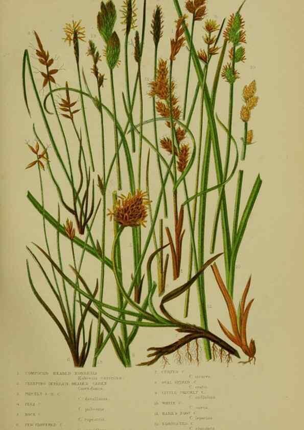 Reproducción/Reproduction 8518424925: The flowering plants, grasses, sedges, & ferns of Great Britain. London,F. Warne,1905.