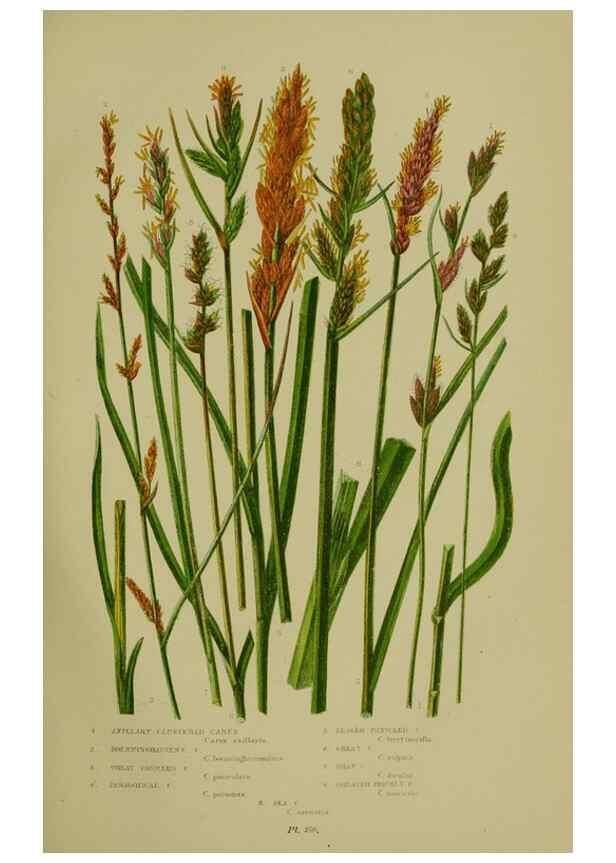 Reproducción/Reproduction 8519538666: The flowering plants, grasses, sedges, & ferns of Great Britain. London,F. Warne,1905.