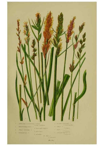 Reproducción/Reproduction 8519538666: The flowering plants, grasses, sedges, & ferns of Great Britain. London,F. Warne,1905.