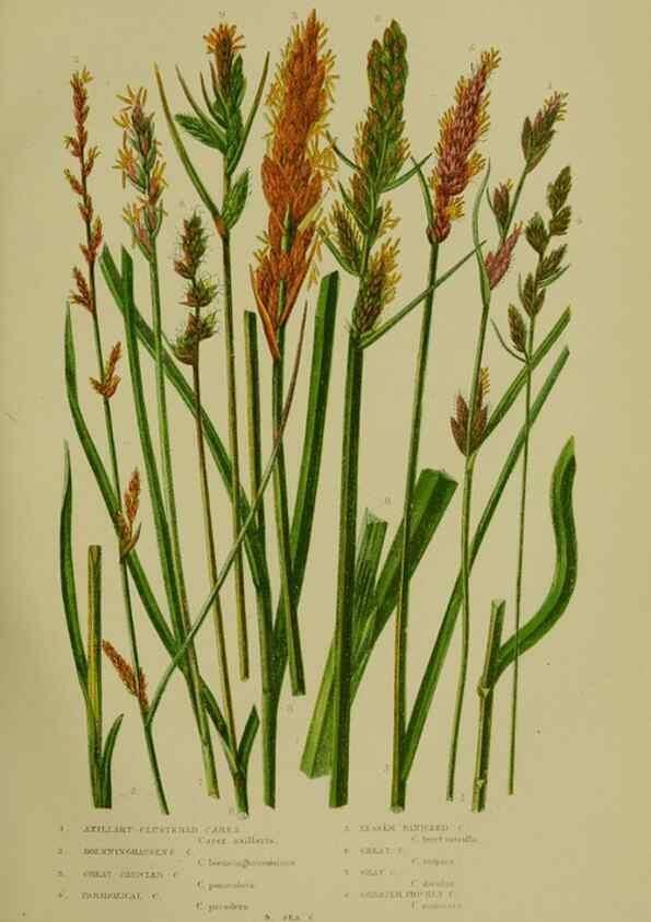 Reproducción/Reproduction 8519538666: The flowering plants, grasses, sedges, & ferns of Great Britain. London,F. Warne,1905.