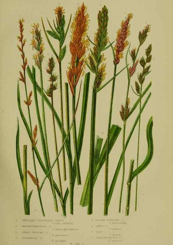 Reproducción/Reproduction 8519538666: The flowering plants, grasses, sedges, & ferns of Great Britain. London,F. Warne,1905.