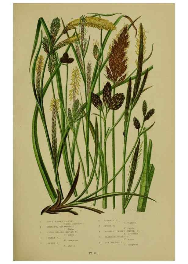 Reproducción/Reproduction 8519539198: The flowering plants, grasses, sedges, & ferns of Great Britain. London,F. Warne,1905.
