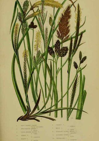 Reproducción/Reproduction 8519539198: The flowering plants, grasses, sedges, & ferns of Great Britain. London,F. Warne,1905.