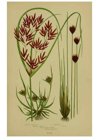 Reproducción/Reproduction 8519534858: The flowering plants, grasses, sedges, & ferns of Great Britain. London,F. Warne,1905.