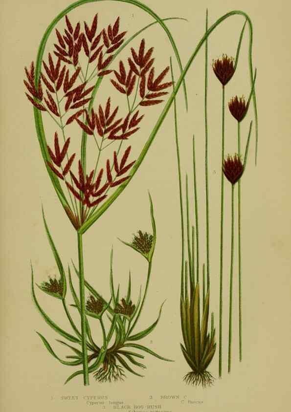 Reproducción/Reproduction 8519534858: The flowering plants, grasses, sedges, & ferns of Great Britain. London,F. Warne,1905.
