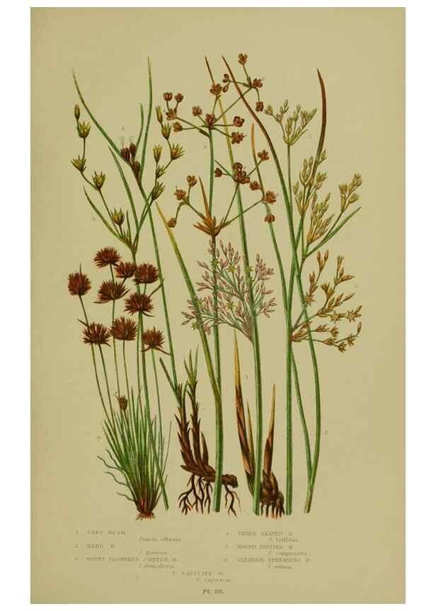 Reproducción/Reproduction 8519527668: The flowering plants, grasses, sedges, & ferns of Great Britain. London,F. Warne,1905.