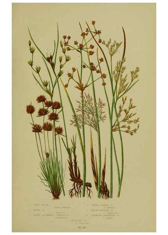 Reproducción/Reproduction 8519527668: The flowering plants, grasses, sedges, & ferns of Great Britain. London,F. Warne,1905.