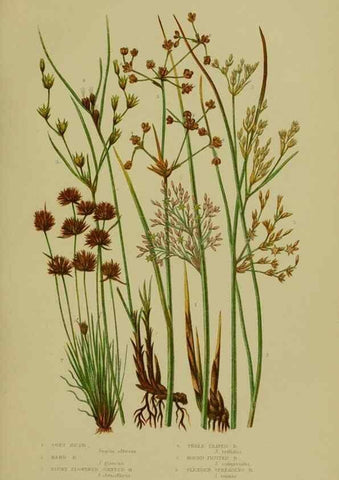 Reproducción/Reproduction 8519527668: The flowering plants, grasses, sedges, & ferns of Great Britain. London,F. Warne,1905.
