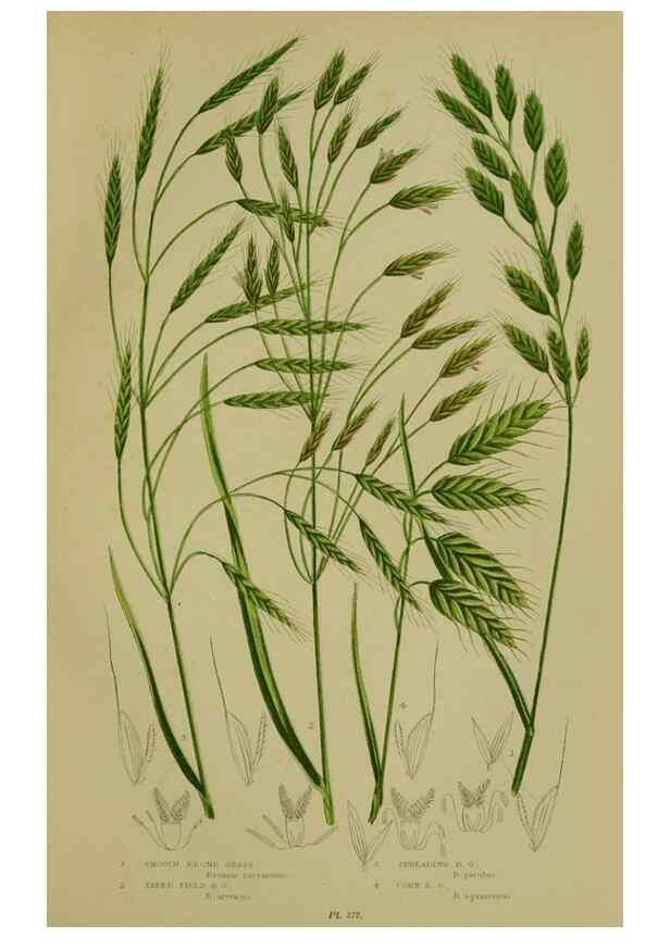 Reproducción/Reproduction 8519551348: The flowering plants, grasses, sedges, & ferns of Great Britain. London,F. Warne,1905.