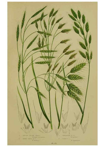 Reproducción/Reproduction 8519551348: The flowering plants, grasses, sedges, & ferns of Great Britain. London,F. Warne,1905.