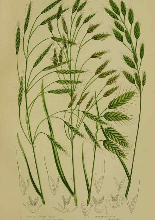 Reproducción/Reproduction 8519551348: The flowering plants, grasses, sedges, & ferns of Great Britain. London,F. Warne,1905.