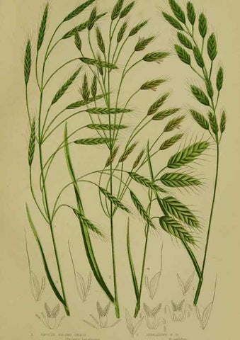 Reproducción/Reproduction 8519551348: The flowering plants, grasses, sedges, & ferns of Great Britain. London,F. Warne,1905.