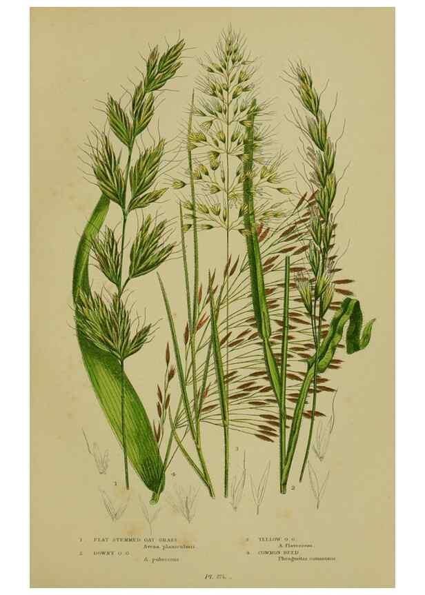 Reproducción/Reproduction 8518440097: The flowering plants, grasses, sedges, & ferns of Great Britain. London,F. Warne,1905.