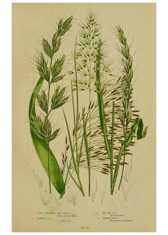 Reproducción/Reproduction 8518440097: The flowering plants, grasses, sedges, & ferns of Great Britain. London,F. Warne,1905.