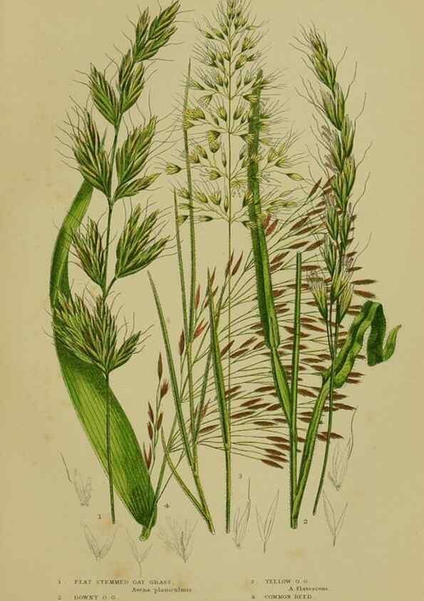 Reproducción/Reproduction 8518440097: The flowering plants, grasses, sedges, & ferns of Great Britain. London,F. Warne,1905.