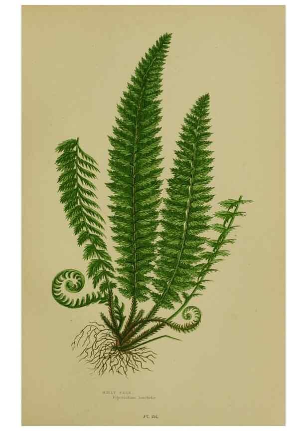 Reproducción/Reproduction 8518454253: The flowering plants, grasses, sedges, & ferns of Great Britain. London,F. Warne,1905.