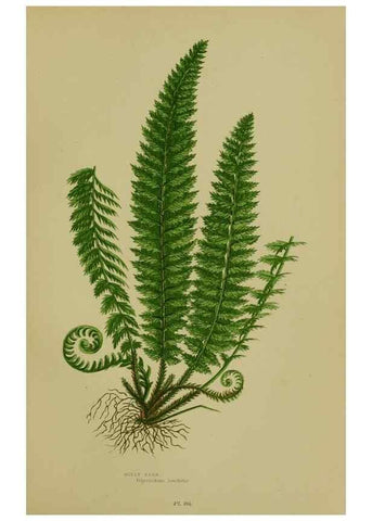 Reproducción/Reproduction 8518454253: The flowering plants, grasses, sedges, & ferns of Great Britain. London,F. Warne,1905.